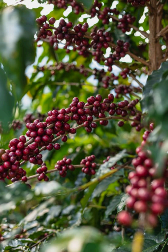 Brazil, Sucuri Farm Espresso Roast