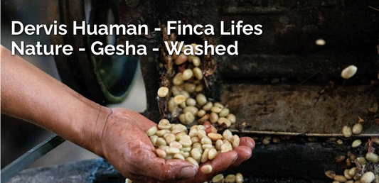 Peru GeishaFinca Lifes Nature Filter Roast