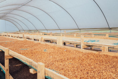 Uganda, Sipi Falls Zukuka Bora Coffee CO,  Espresso Roast