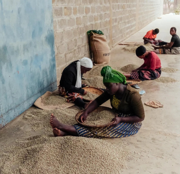 Tanzania Communal Shamba Filter Roast